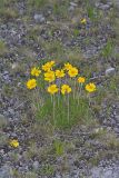 Lakeside Daisy, Tetraneuris herbacea