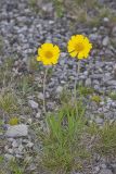 Lakeside Daisy, Tetraneuris herbacea
