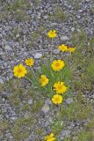 Lakeside Daisy, Tetraneuris herbacea