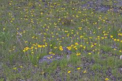 Lakeside Daisy, Tetraneuris herbacea