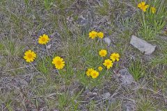 Lakeside Daisy, Tetraneuris herbacea