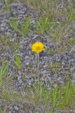 Lakeside Daisy, Tetraneuris herbacea
