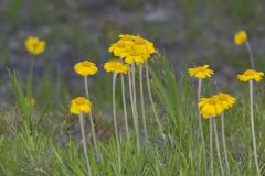 Lakeside Daisy, Tetraneuris herbacea