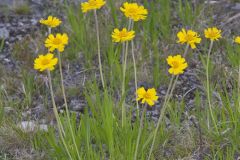 Lakeside Daisy, Tetraneuris herbacea
