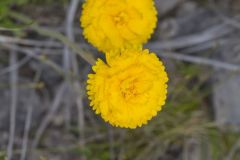 Lakeside Daisy, Tetraneuris herbacea