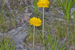 Lakeside Daisy, Tetraneuris herbacea