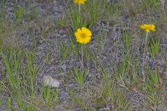 Lakeside Daisy, Tetraneuris herbacea