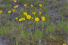 Lakeside Daisy, Tetraneuris herbacea