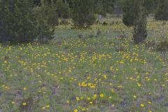 Lakeside Daisy, Tetraneuris herbacea