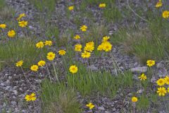 Lakeside Daisy, Tetraneuris herbacea