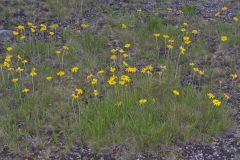Lakeside Daisy, Tetraneuris herbacea