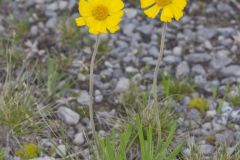 Lakeside Daisy, Tetraneuris herbacea