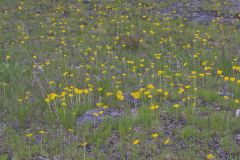 Lakeside Daisy, Tetraneuris herbacea