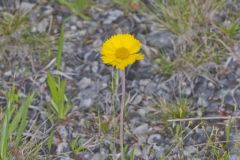 Lakeside Daisy, Tetraneuris herbacea