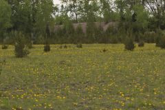 Lakeside Daisy, Tetraneuris herbacea