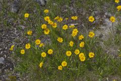 Lakeside Daisy, Tetraneuris herbacea