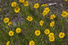 Lakeside Daisy, Tetraneuris herbacea