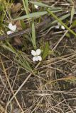 Lance-leaved Violet, Viola lanceolata