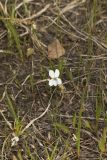 Lance-leaved Violet, Viola lanceolata
