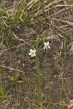 Lance-leaved Violet, Viola lanceolata