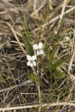 Lance-leaved Violet, Viola lanceolata