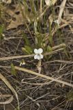 Lance-leaved Violet, Viola lanceolata