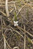 Lance-leaved Violet, Viola lanceolata