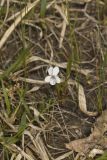 Lance-leaved Violet, Viola lanceolata