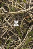 Lance-leaved Violet, Viola lanceolata