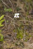 Lance-leaved Violet, Viola lanceolata