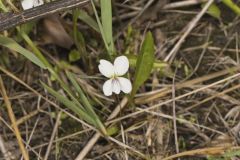 Lance-leaved Violet, Viola lanceolata
