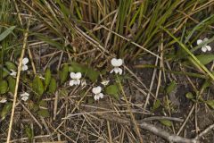 Lance-leaved Violet, Viola lanceolata