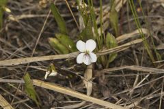 Lance-leaved Violet, Viola lanceolata