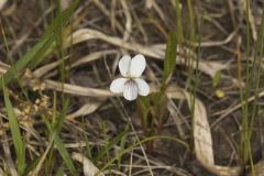 Lance-leaved Violet, Viola lanceolata