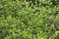 Lanceleaf Buckthorn, Rhamnus lanceolata