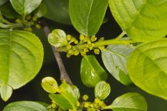 Lanceleaf Buckthorn, Rhamnus lanceolata