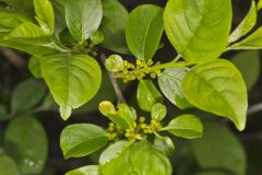 Lanceleaf Buckthorn, Rhamnus lanceolata
