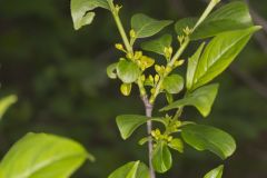 Lanceleaf Buckthorn, Rhamnus lanceolata