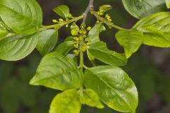 Lanceleaf Buckthorn, Rhamnus lanceolata