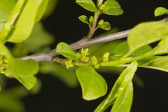 Lanceleaf Buckthorn, Rhamnus lanceolata