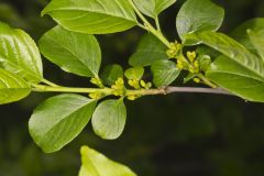 Lanceleaf Buckthorn, Rhamnus lanceolata