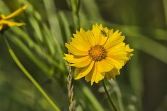 Lanceleaf Coreopsis