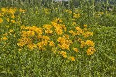 Lanceleaf Coreopsis, Coreopsis lanceolata