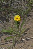 Lanceleaf Coreopsis, Coreopsis lanceolata
