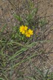 Lanceleaf Coreopsis, Coreopsis lanceolata