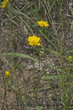 Lanceleaf Coreopsis, Coreopsis lanceolata