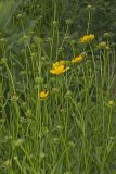 Lanceleaf Coreopsis, Coreopsis lanceolata