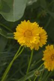 Lanceleaf Coreopsis, Coreopsis lanceolata
