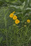 Lanceleaf Coreopsis, Coreopsis lanceolata