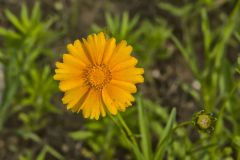 Lanceleaf Coreopsis, Coreopsis lanceolata Lanceleaf Coreopsis, Coreopsis lanceolata
